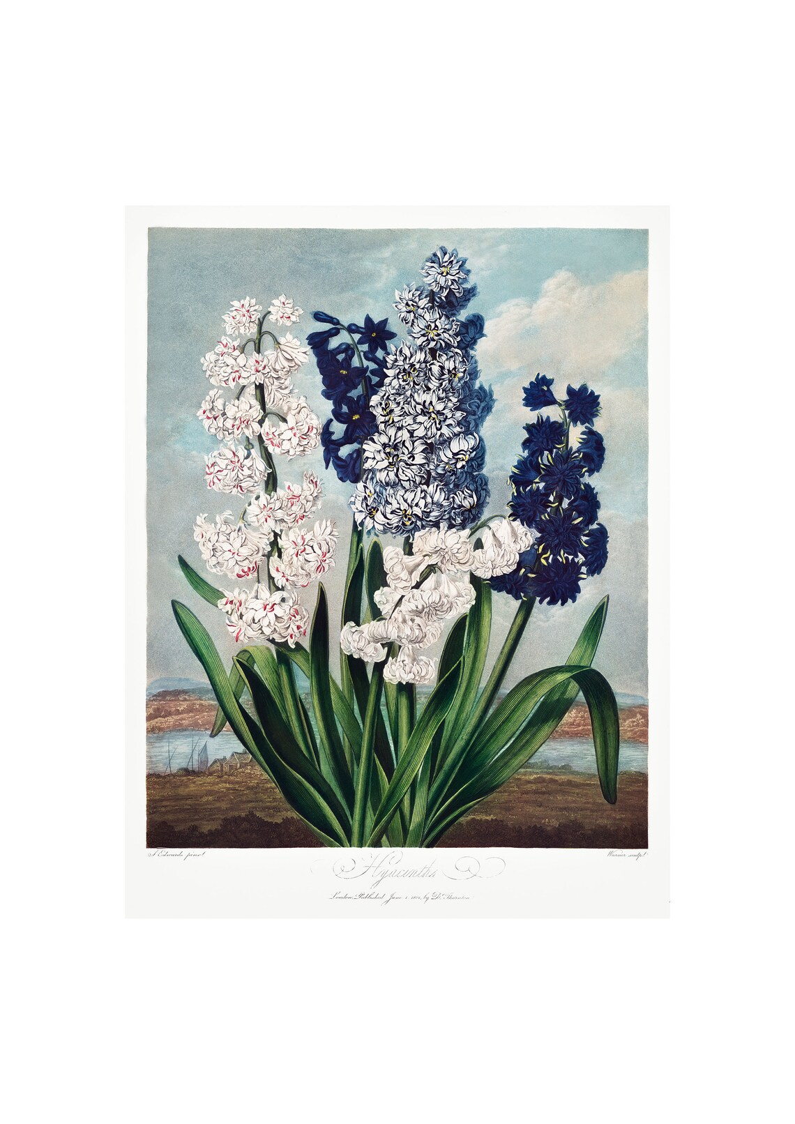 Hyacinths Antique Lithograph by Robert Thornton