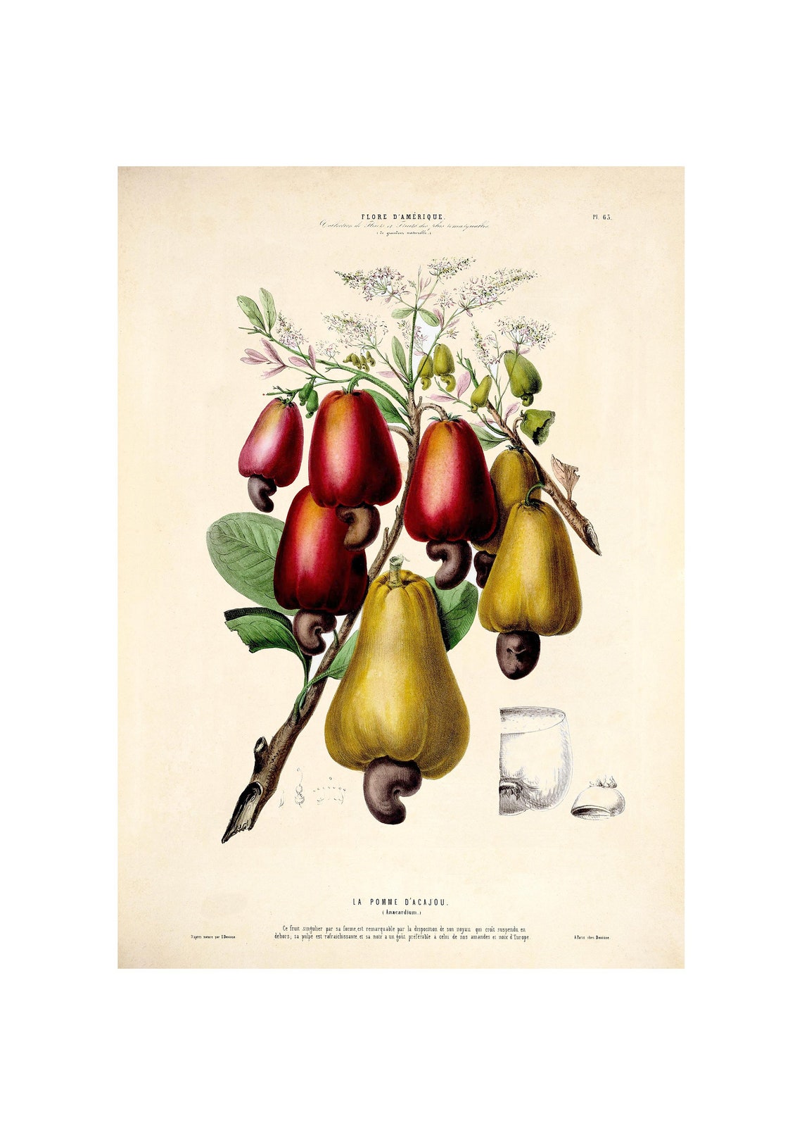 Cashew Nut Old Botanical Art Print