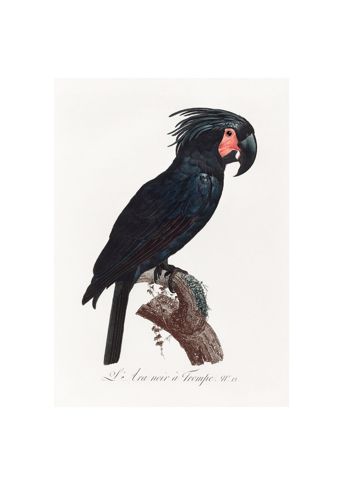 L Ara Noir a Trompe Black Cockatoo Antique Bird Engraving Poster