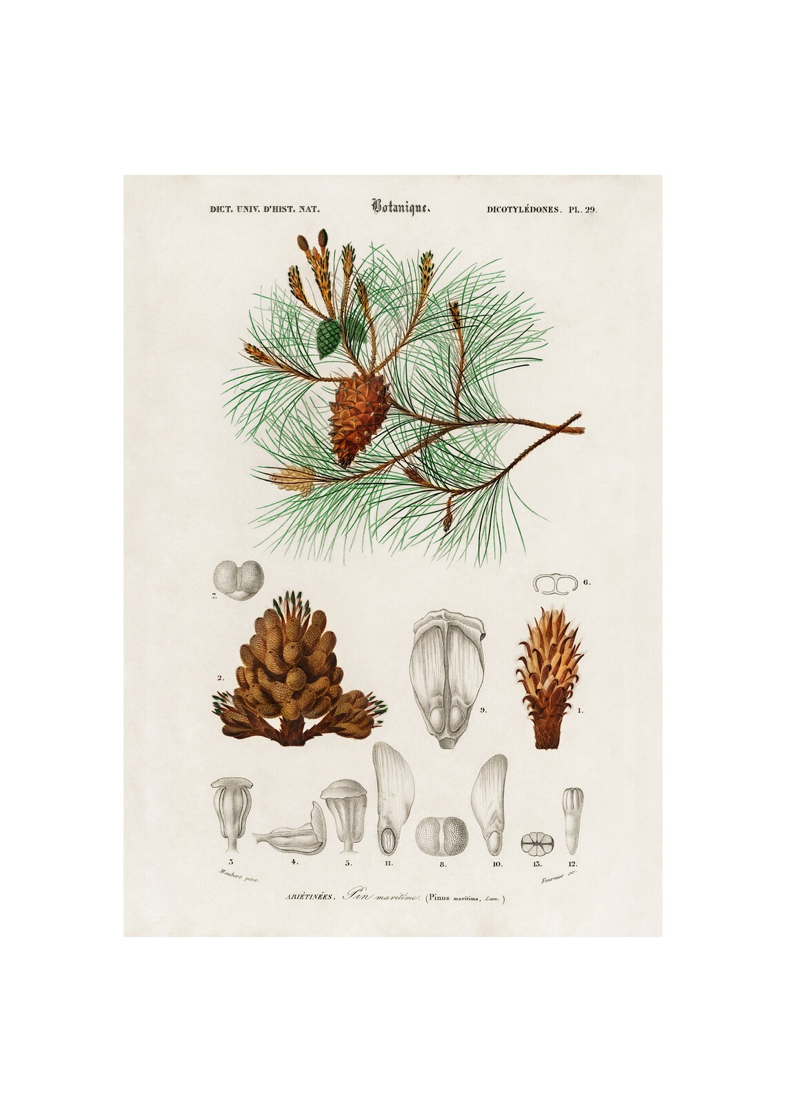 Maritime Pine 1892 Antique Lithograph By Charles Dessalines D Orbigny Giclee Print Framedunframed