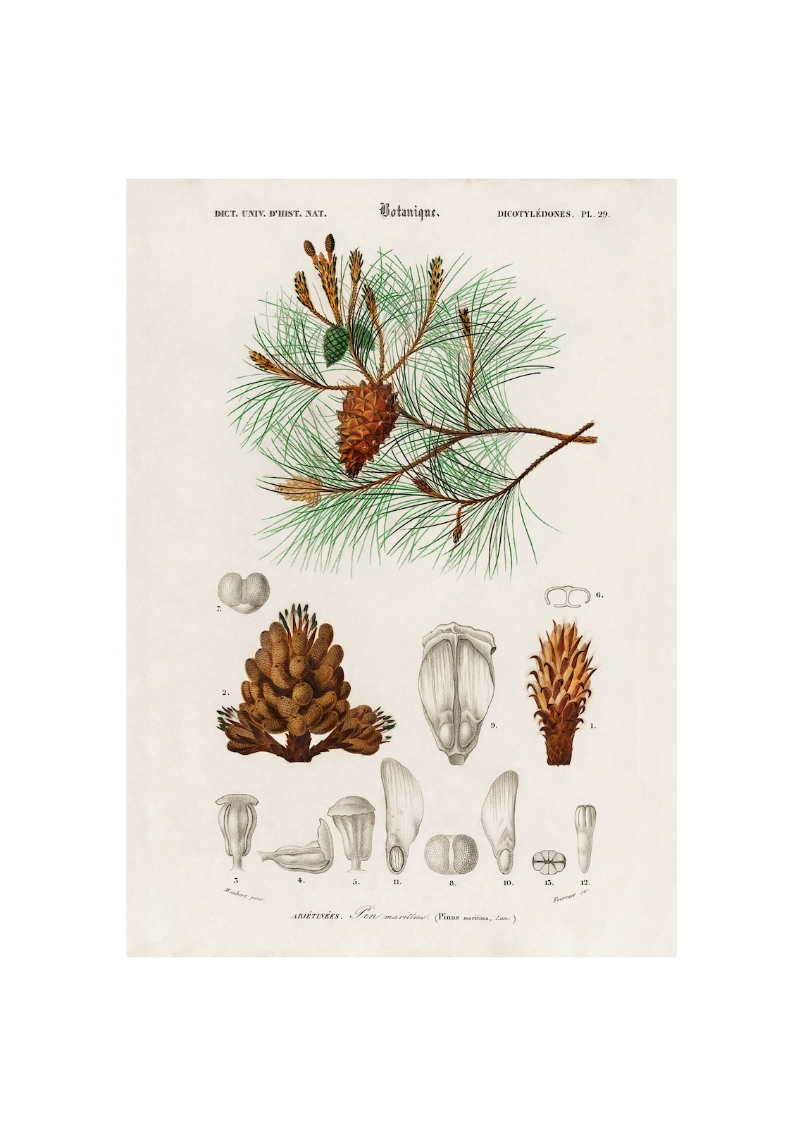 Maritime Pine Pinus Maritima 1892 Botanical Illustration Art Poster