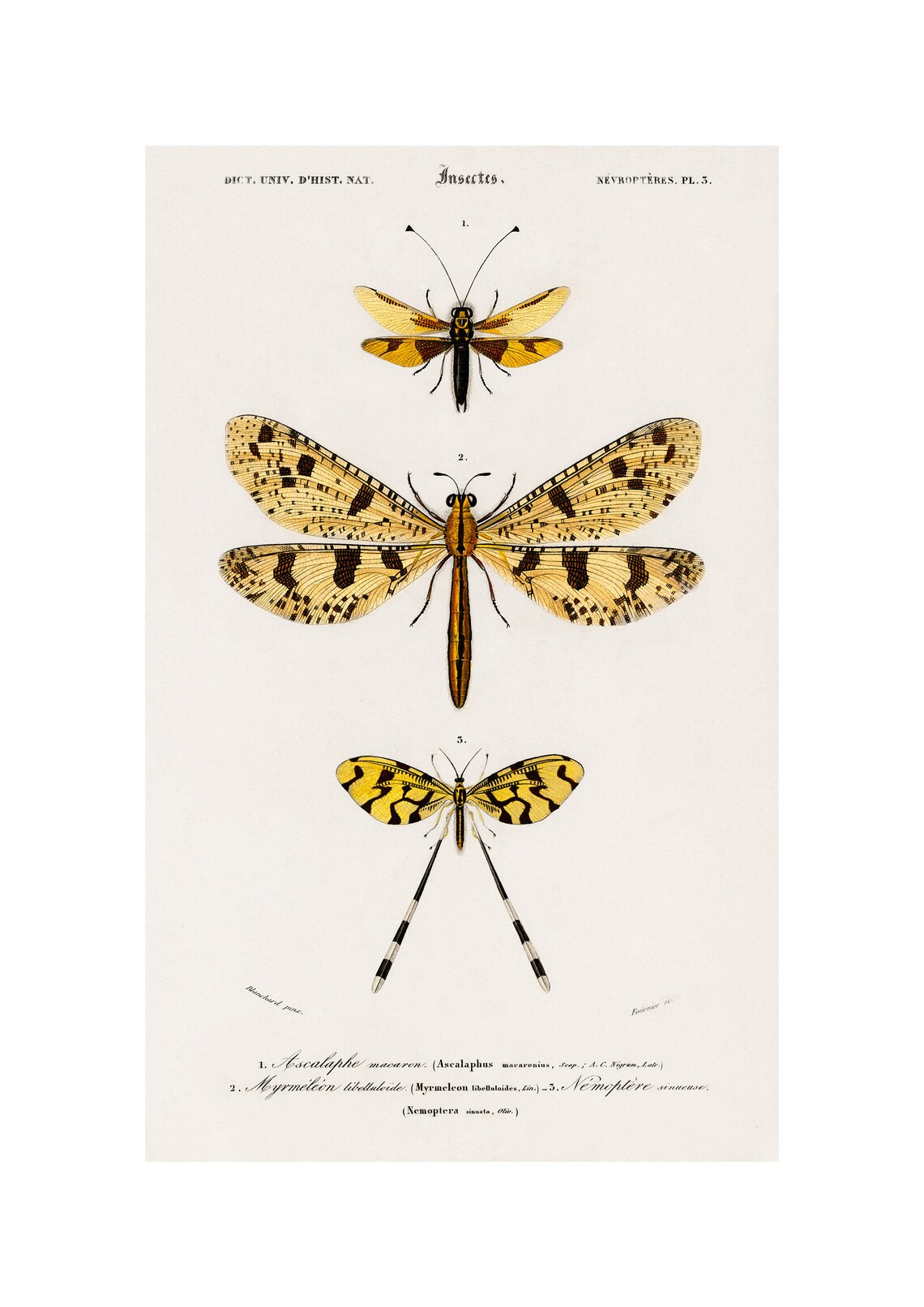 Dragonfly Antique Lithograph, Charles Dessalines D'Orbigny