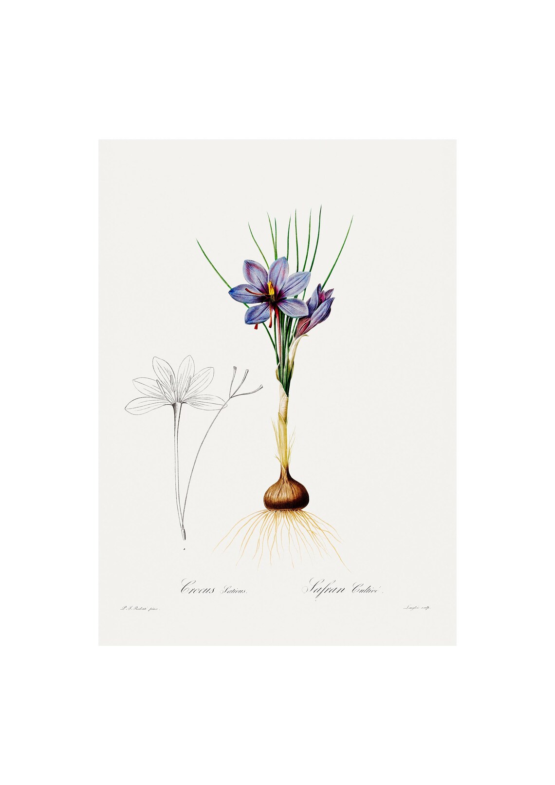 Crocus Antique Lithograph, Vintage Botanical Art Print
