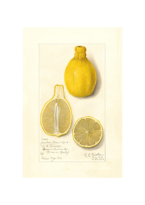 Pomological Watercolor Collection Lemon C 1886 1916 Giclee Fine Art Print Framedunframedcanvas