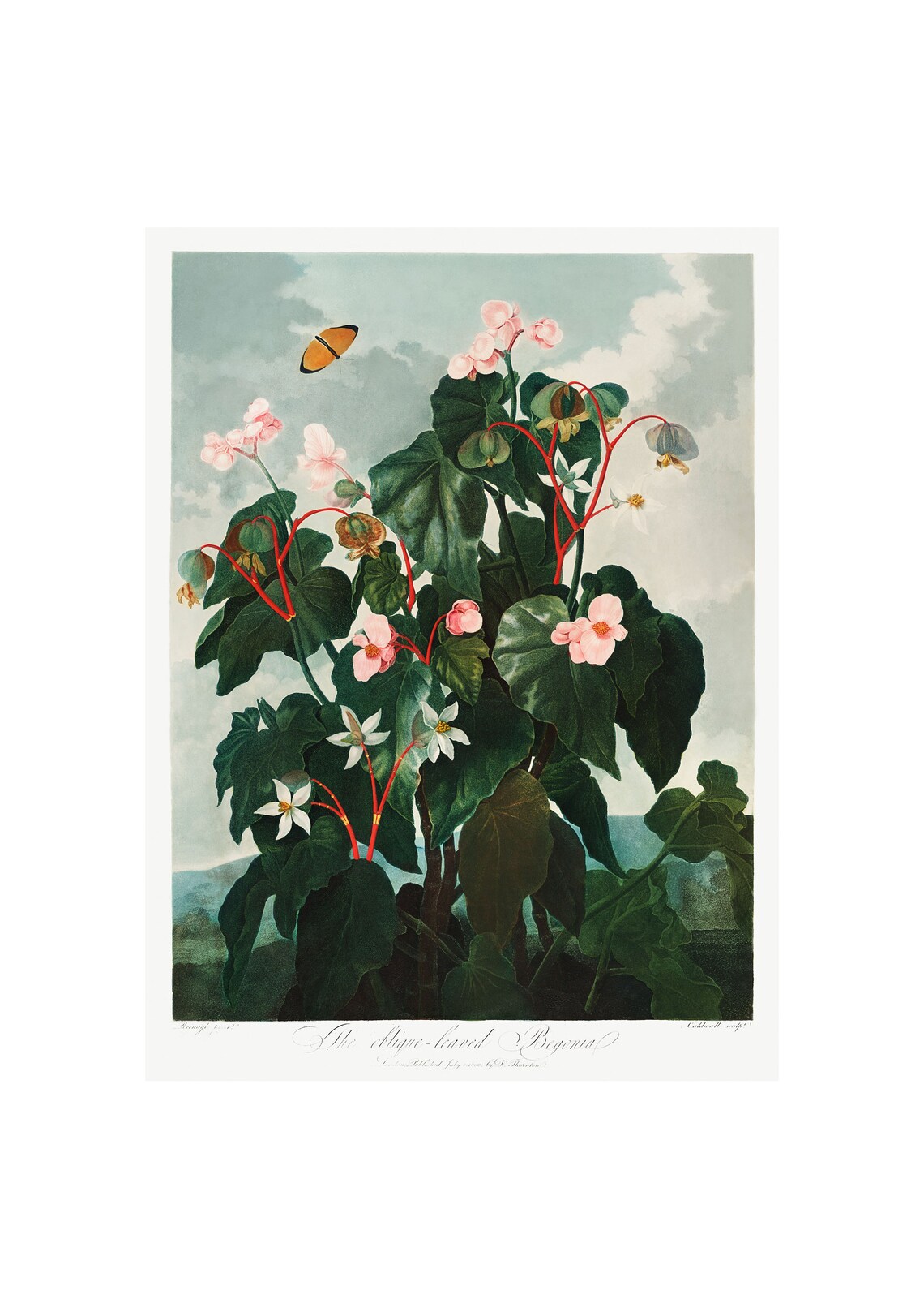 Oblique Leaved Begonia Antique Lithograph, Vintage
