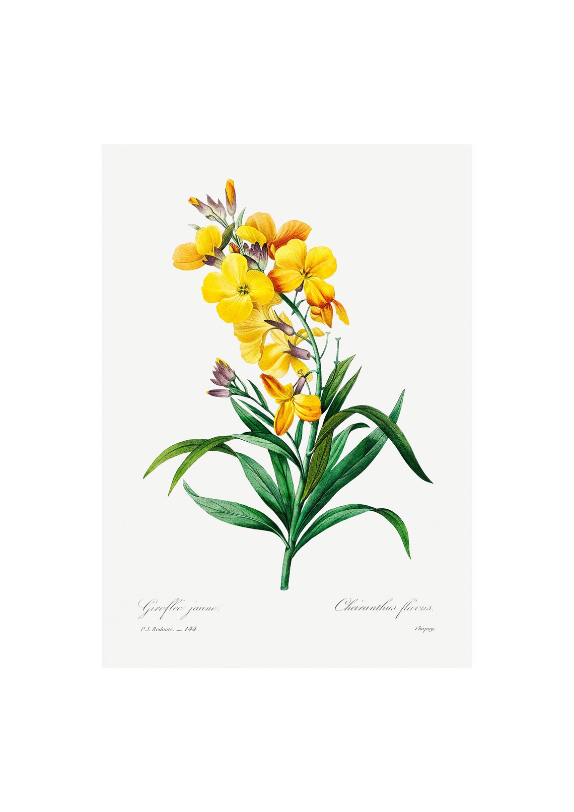 Wallflower Antique Lithograph, Vintage Botanical Art Print