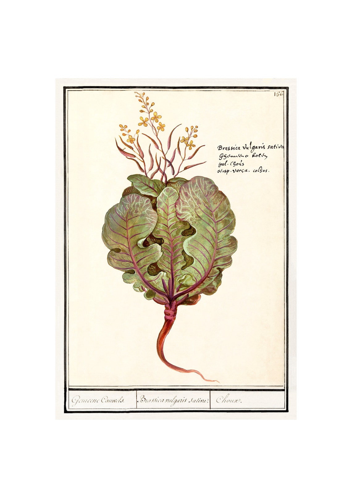 Wild Cabbage Antique Lithograph