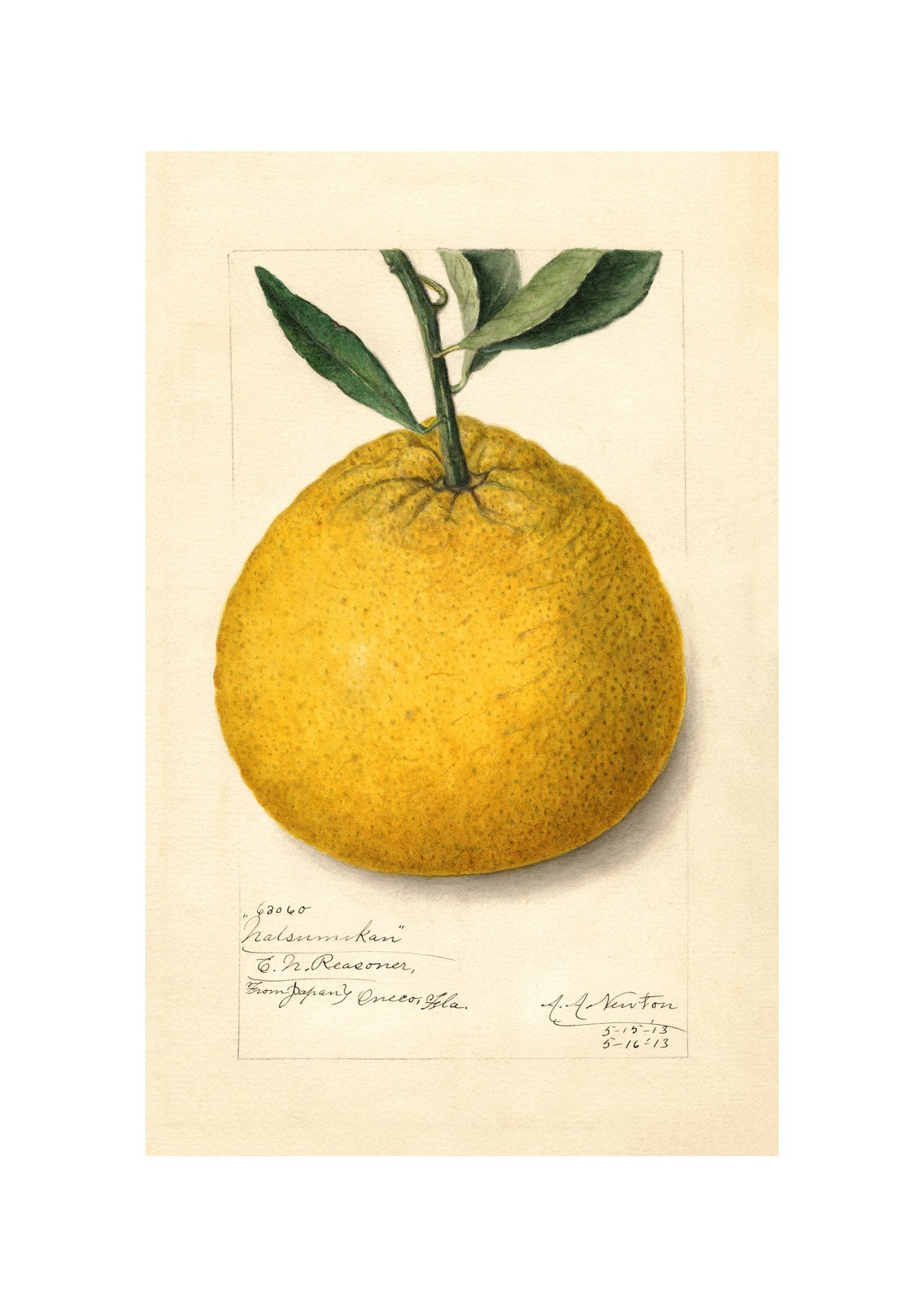 Japanese Citrus Antique Pomological Watercolor 1913 Fruit Art Poster