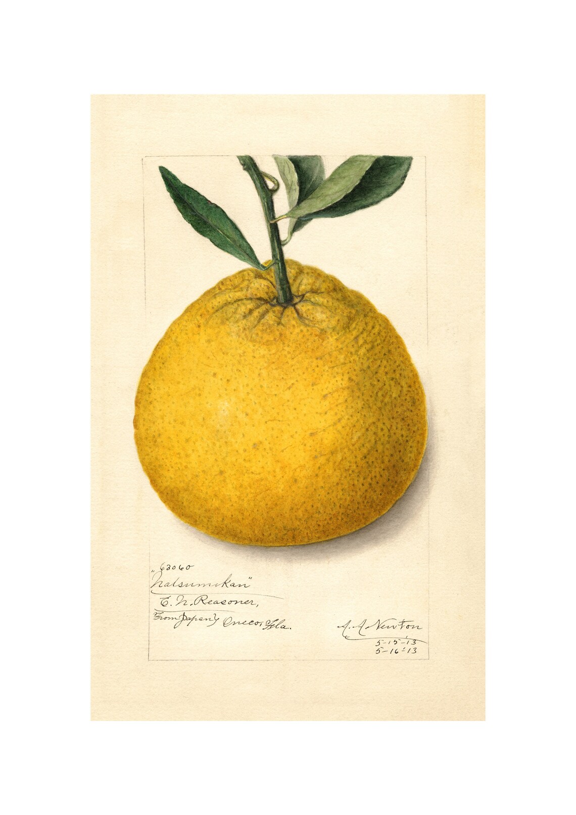 Pomological Watercolor Collection Orange C 1886 1916 Giclee Fine Art Print Framedunframedcanvas