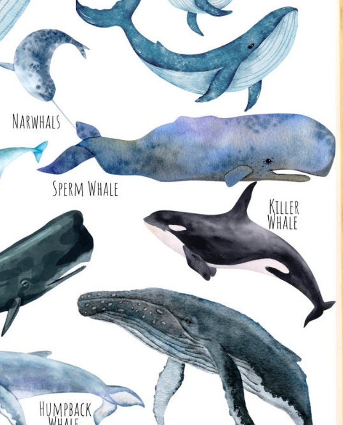 Whale Species Watercolor Chart with Blue and Humpback Whales Poster - Image 2