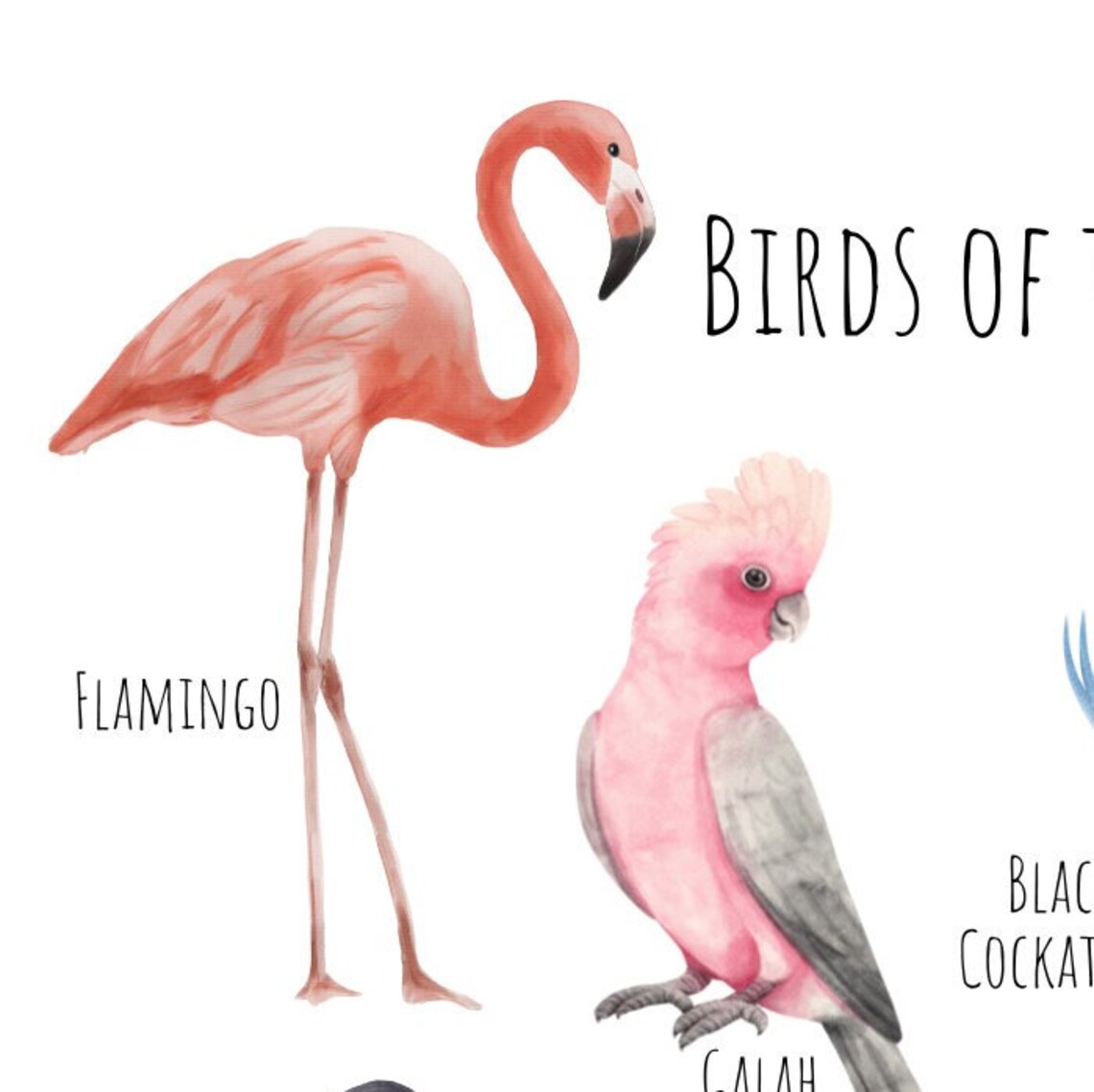 Birds Of The World Poster, Animal Wildlife Art Print - Image 4