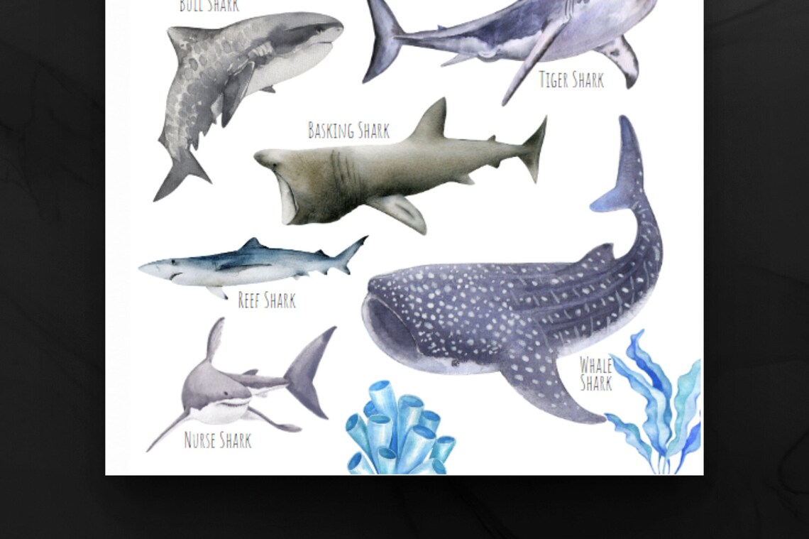 Sharks Poster, Unique Sharks From Around The World - Image 3