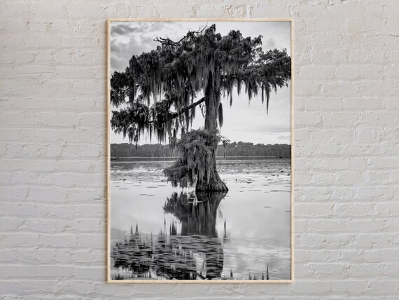 Black And White Louisiana Bayou Cypress Tree Spanish Moss Photo Poster