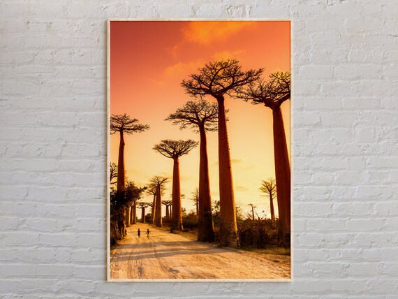Avenue of the Baobabs at Sunset Madagascar Landscape Photo Poster