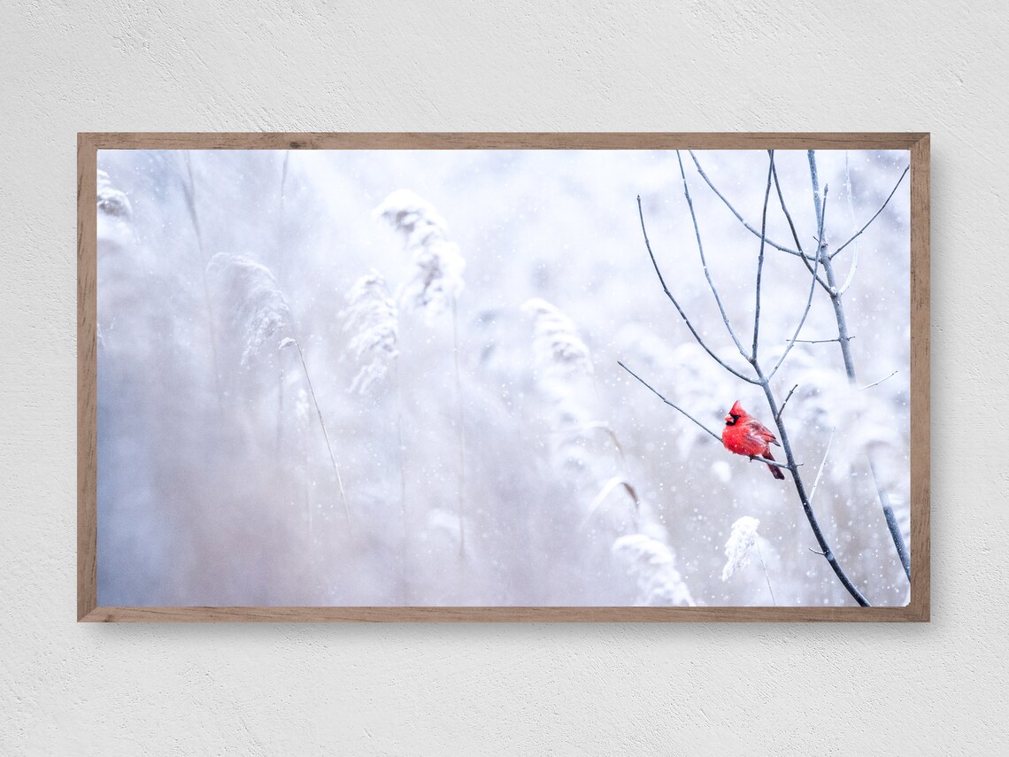 Winter Red Bird Christmas Art Print