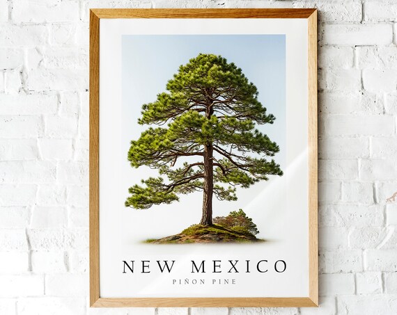 New Mexico Pinon Pine State Tree Botanical Illustration Art Poster