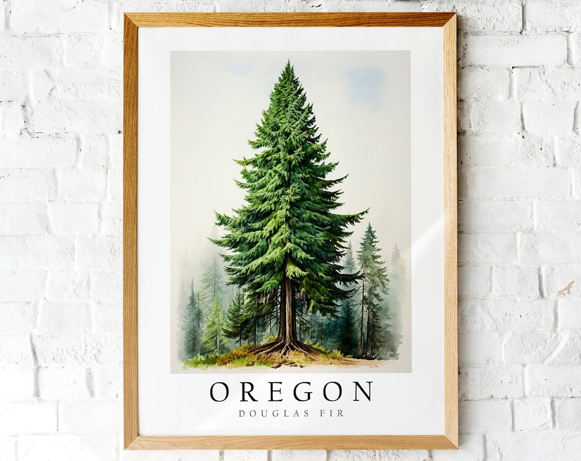 Douglas Fir, State Tree Of Oregon Art Print