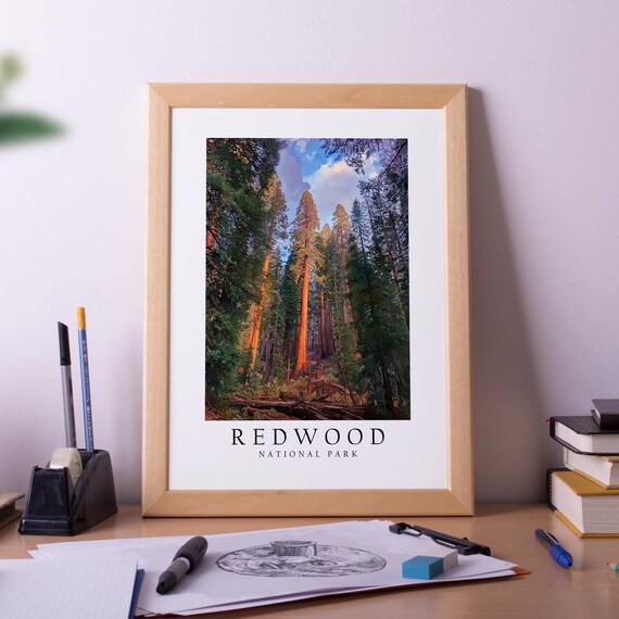 Redwood National Park Ancient Giant Trees Photo Travel Poster