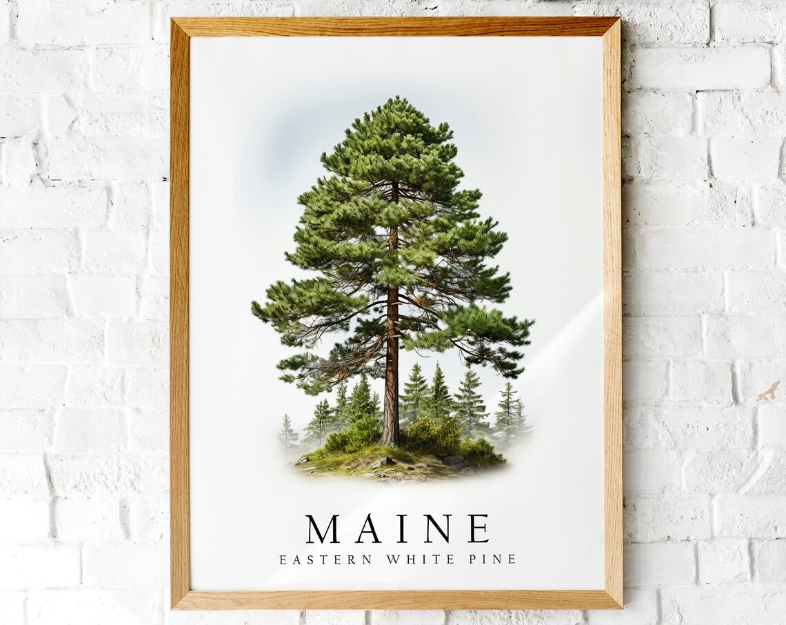 Maine Eastern White Pine State Tree Botanical Watercolor Art Poster