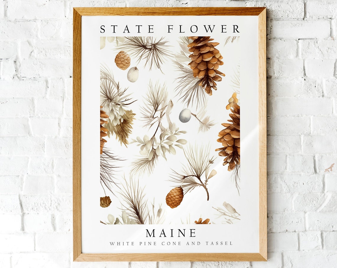 Maine State Flower White Pine Cone Botanical Illustration Poster
