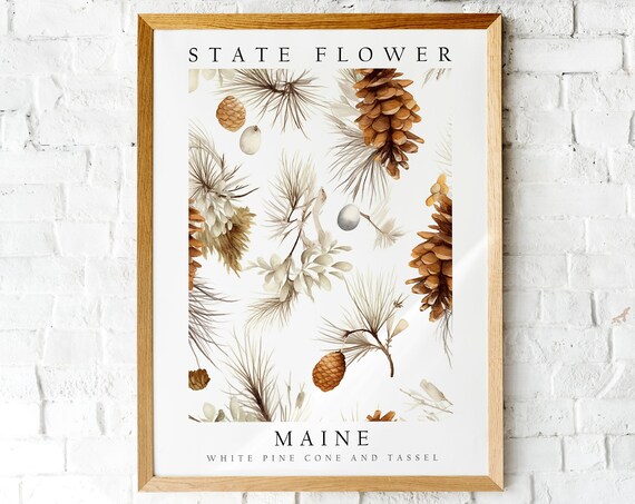 Maine State Flower White Pine Cone Botanical Illustration Poster