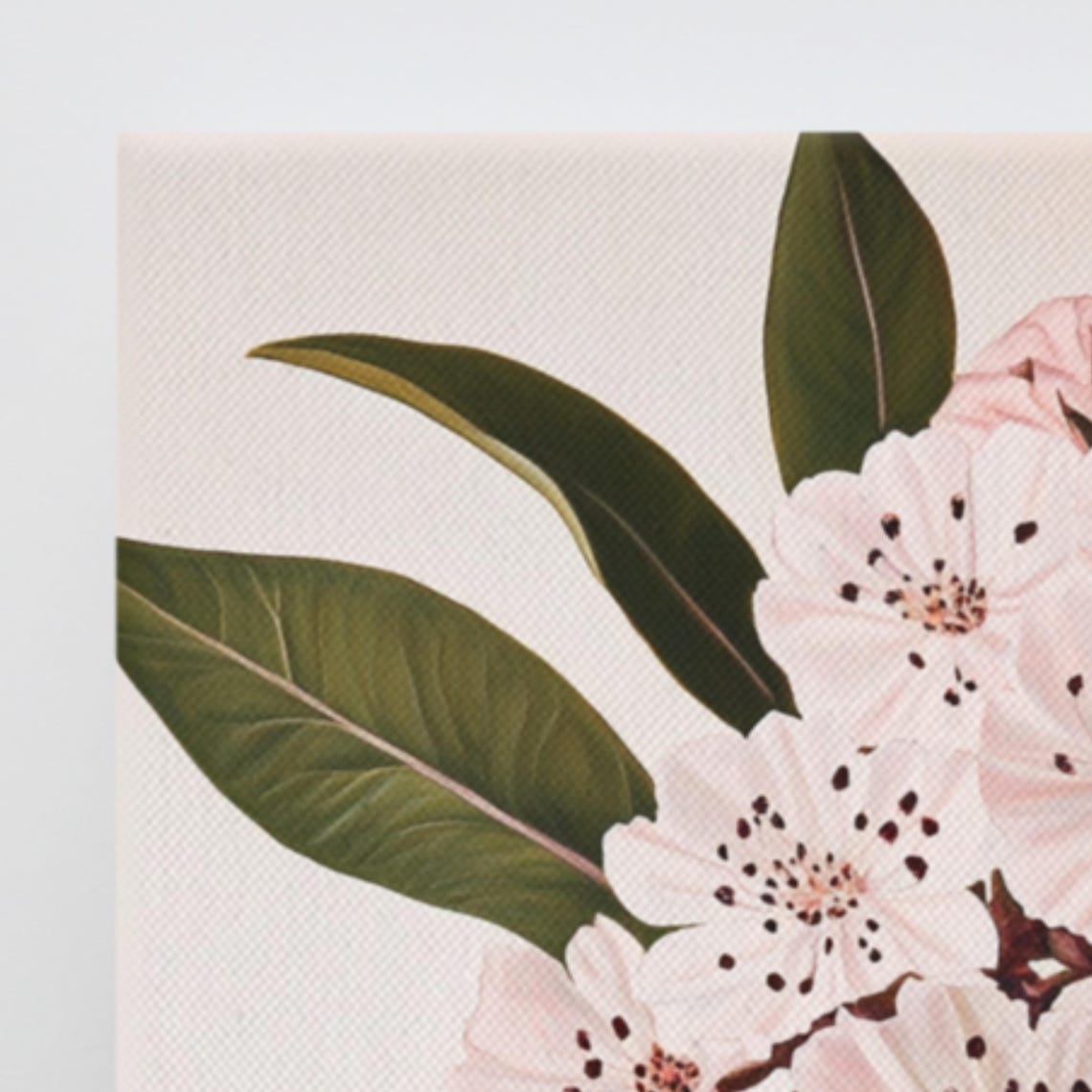 Pink Mountain Laurel Blossoms Speckled Botanical Painting Poster - Image 3