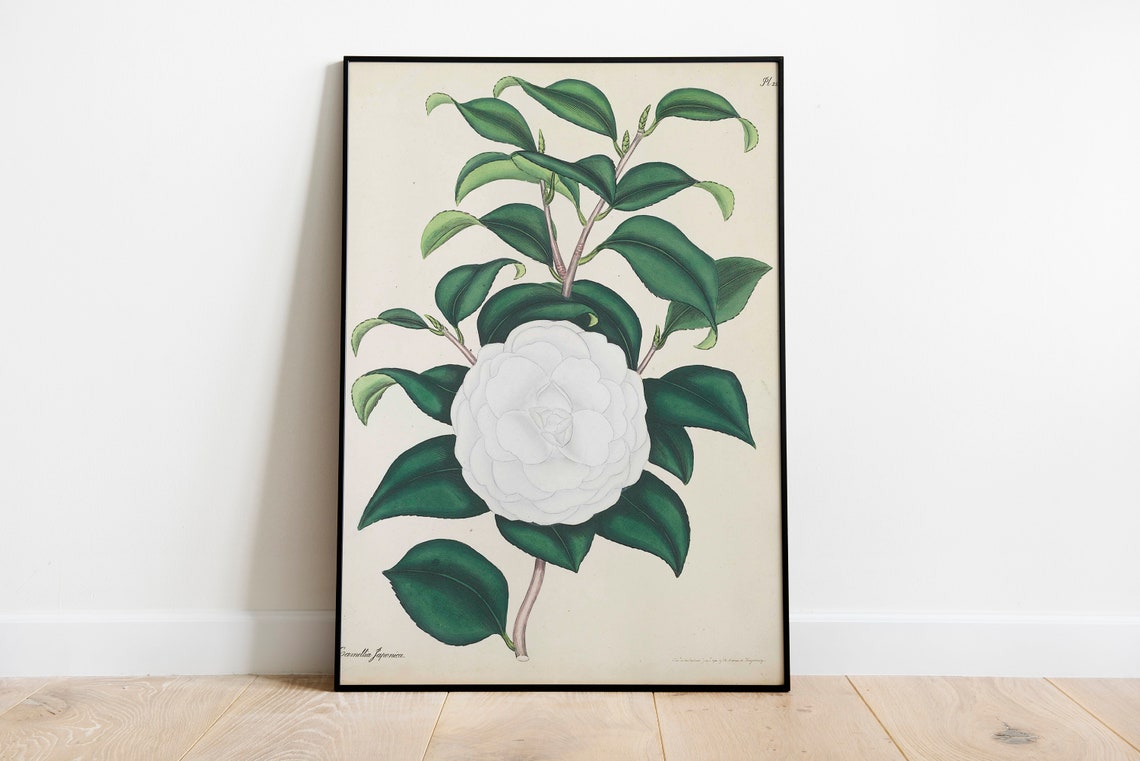 White Camellia Vintage Botanical Flower Illustration Art Poster - Image 2