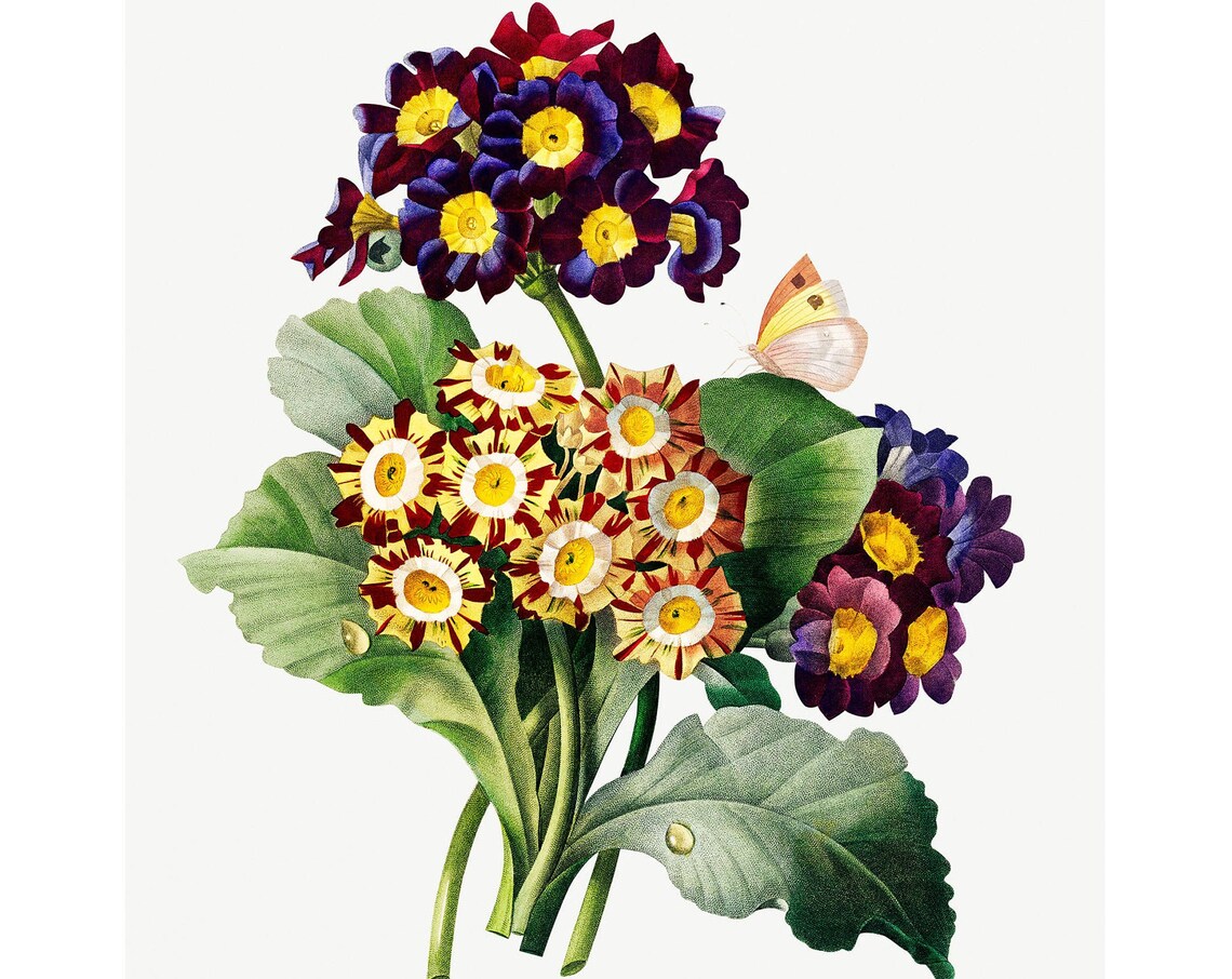 Primula Auricula Vintage Lithograph, Fine Art Print