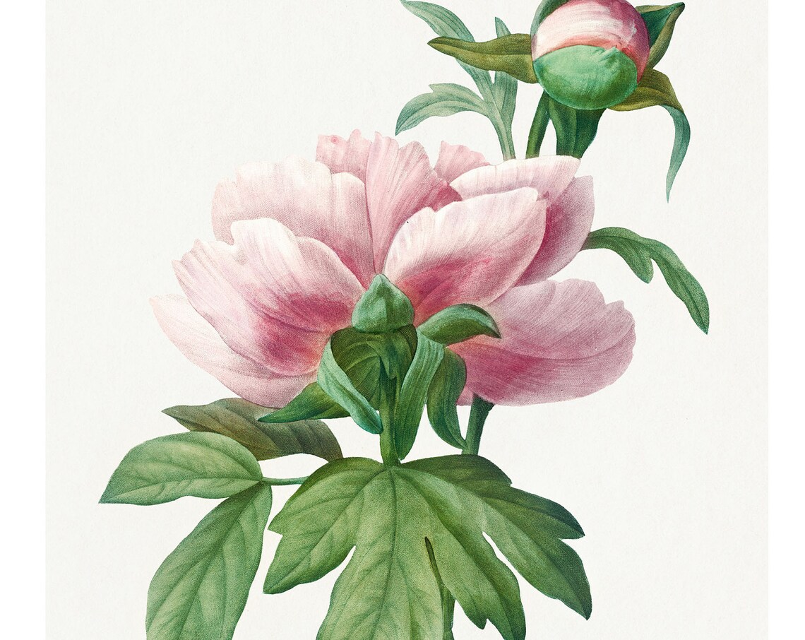 Pink Garden Peony Antique Botanical Flower 1833 Lithograph Poster