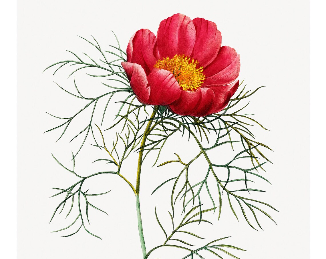 Japanese Peony Vintage Lithograph, Fine Art Print