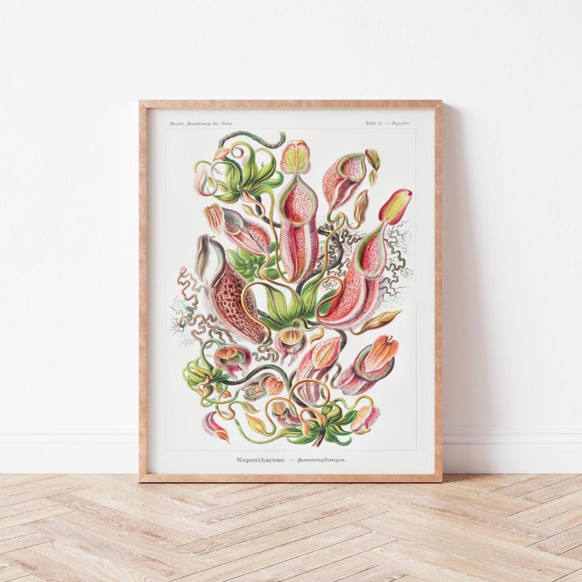 Ernst Haeckel Pitcher Plants Botanical Vintage Science Poster