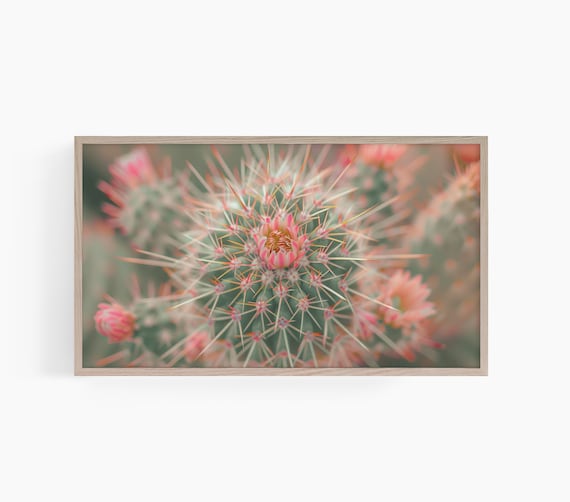 Blooming Cactus Macro Pink Flowers Desert Plant Close Up Photo Poster