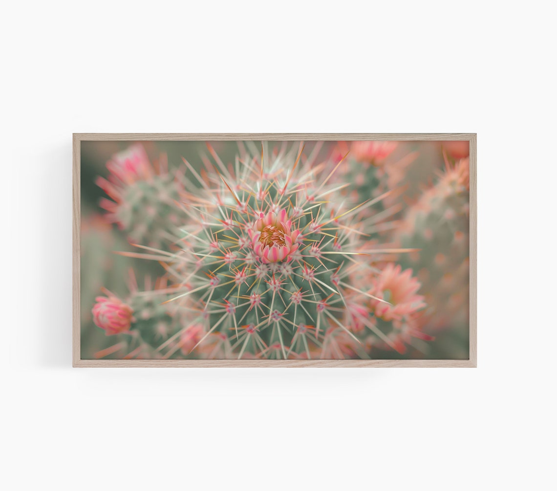 Blooming Cactus Macro Pink Flowers Desert Plant Close Up Photo Poster