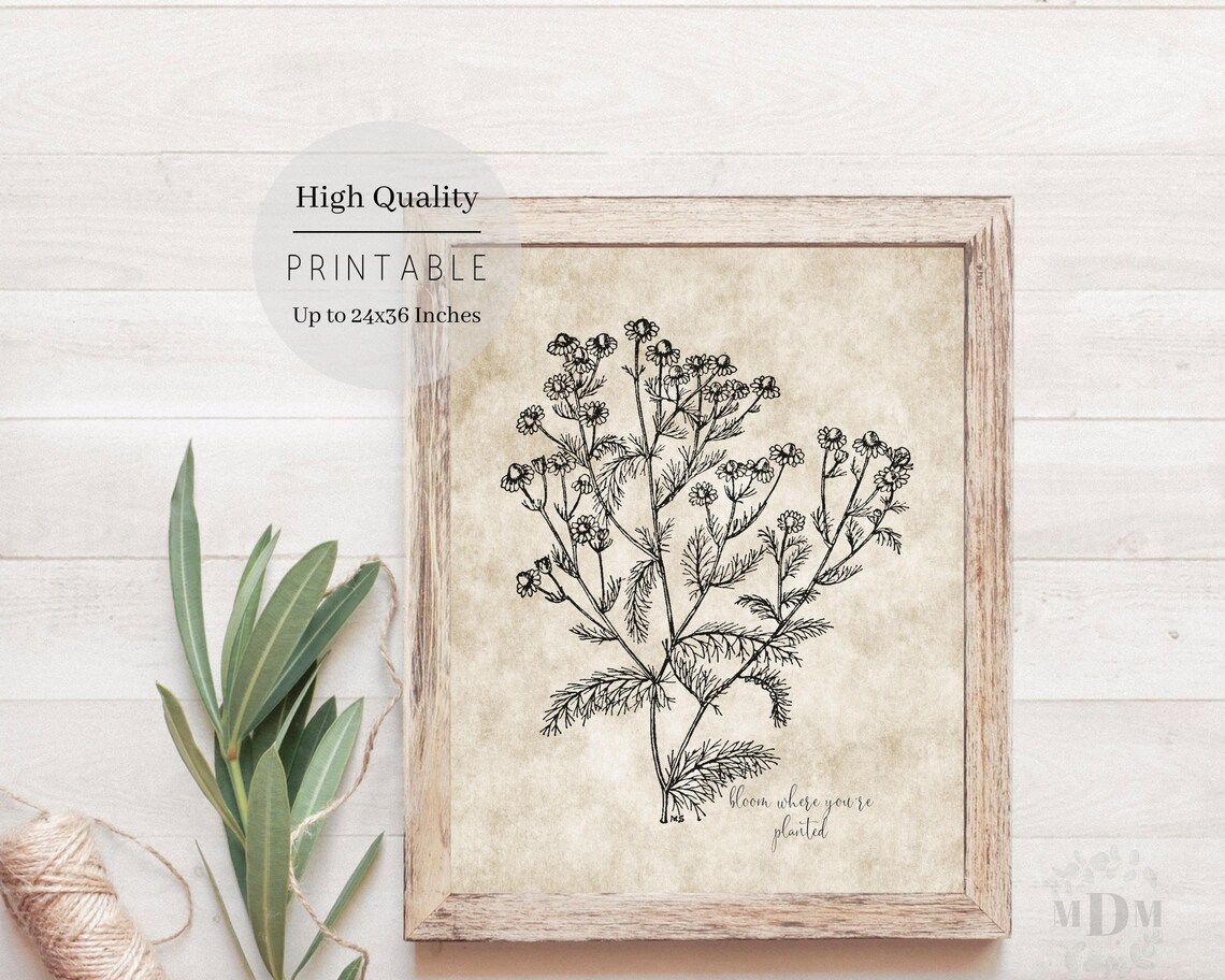 Vintage Daisy Botanical Illustration Bloom Where Youre Planted Wall Art - Image 4