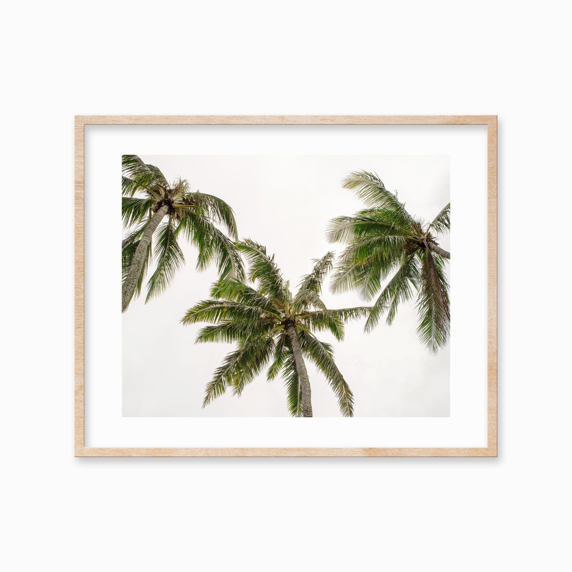 Upward View of Coconut Palm Trees Against a White Sky Poster