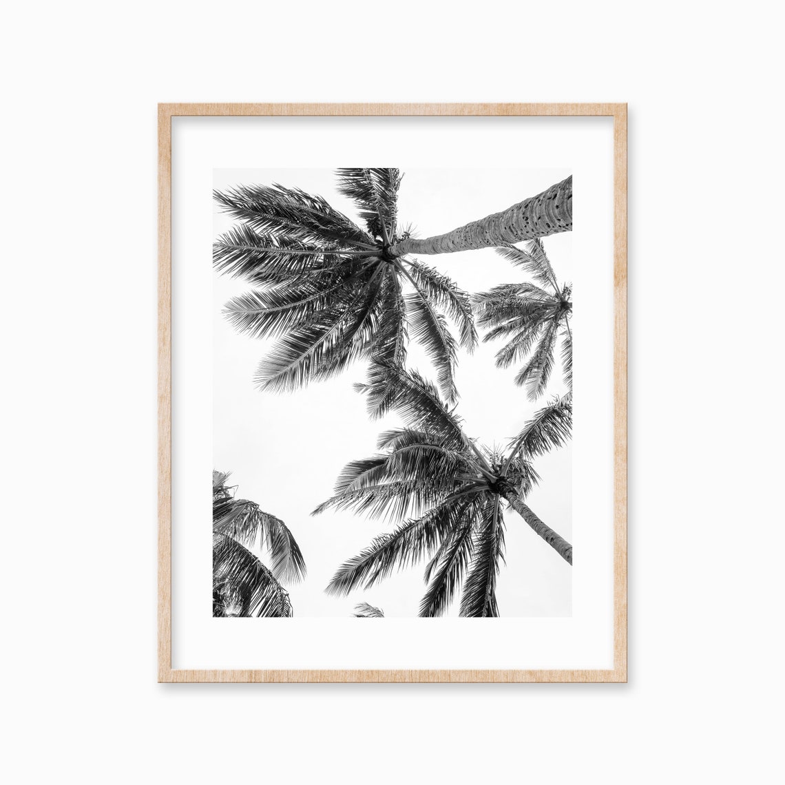 Black and White Upward Photo of Palm Tree Tops From Below Poster