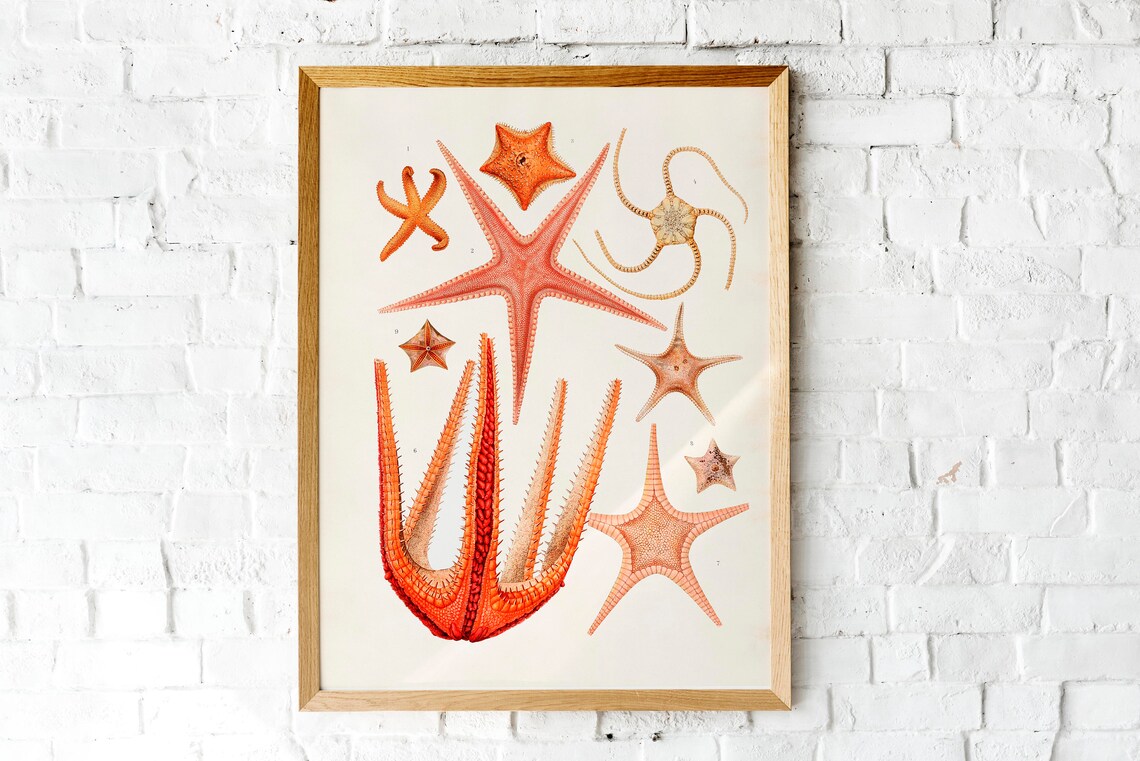 Warm Orange Starfish Nautical Art Print Starfish Poster - Image 3