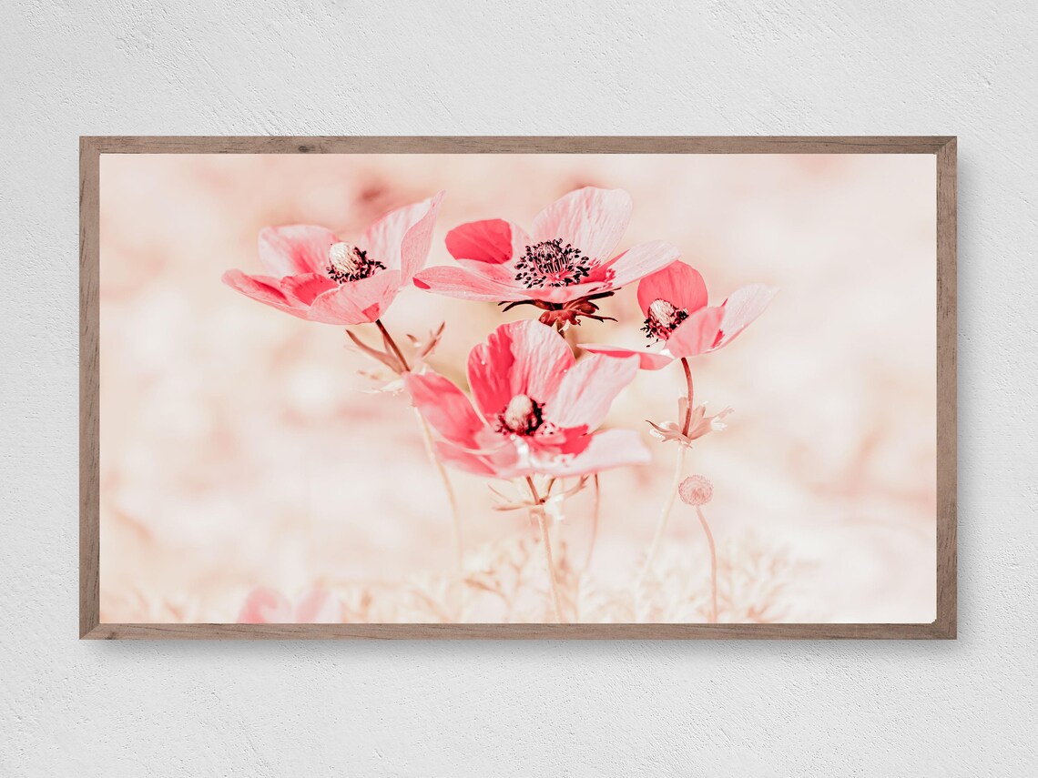 Pink Anemone Flowers Soft High Key Floral Photography Art Print