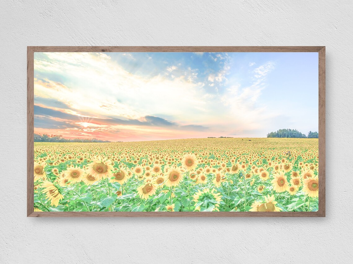 Sunflower Sunset Art Print, Botanical Decor