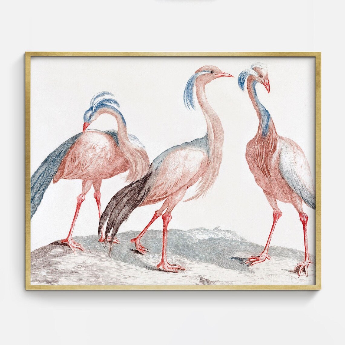 Pink Flamingo Style Birds Antique Engraving Vintage Bird Art Print