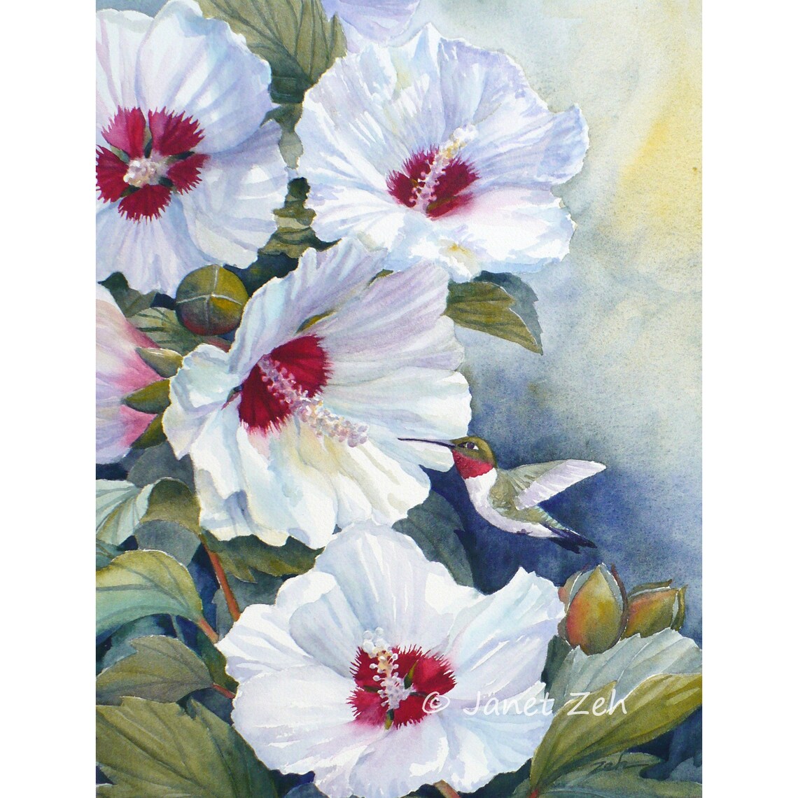 Hummingbird Watercolor Art Print, White Hibiscus