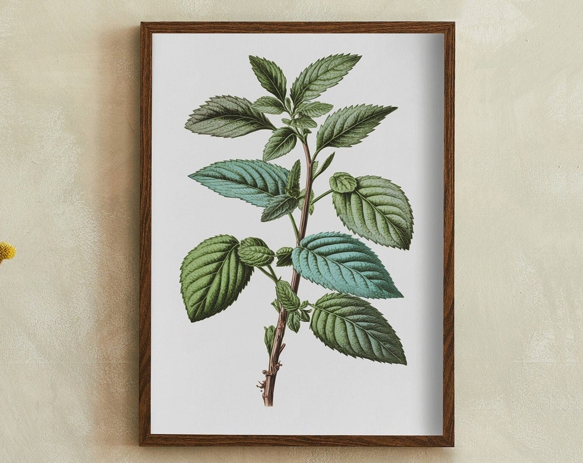 Fresh Mint Herb Vintage Botanical Garden Illustration Wall Print