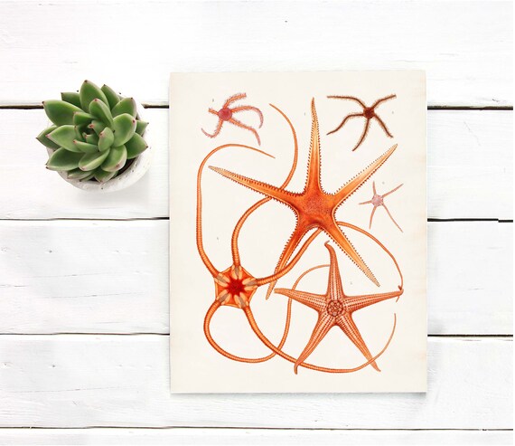 Warm Orange Starfish Nautical Art Print Starfish Poster