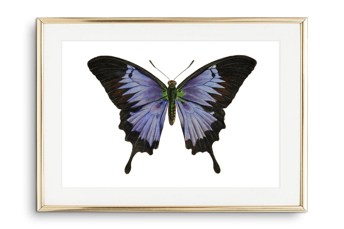 Din A4 Art Print Without Frame Large Butterfly Black Blue Butterfly Nature Retro Vintage Print Poster Image