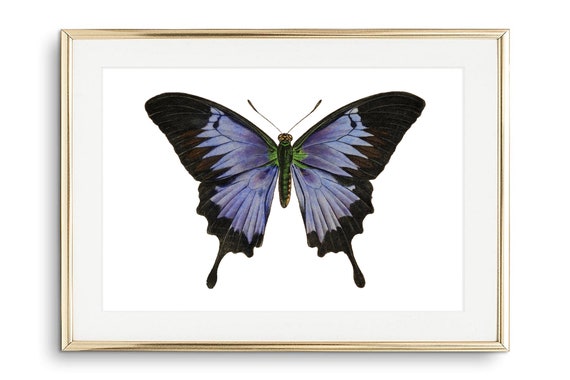 Din A4 Art Print Without Frame Large Butterfly Black Blue Butterfly Nature Retro Vintage Print Poster Image