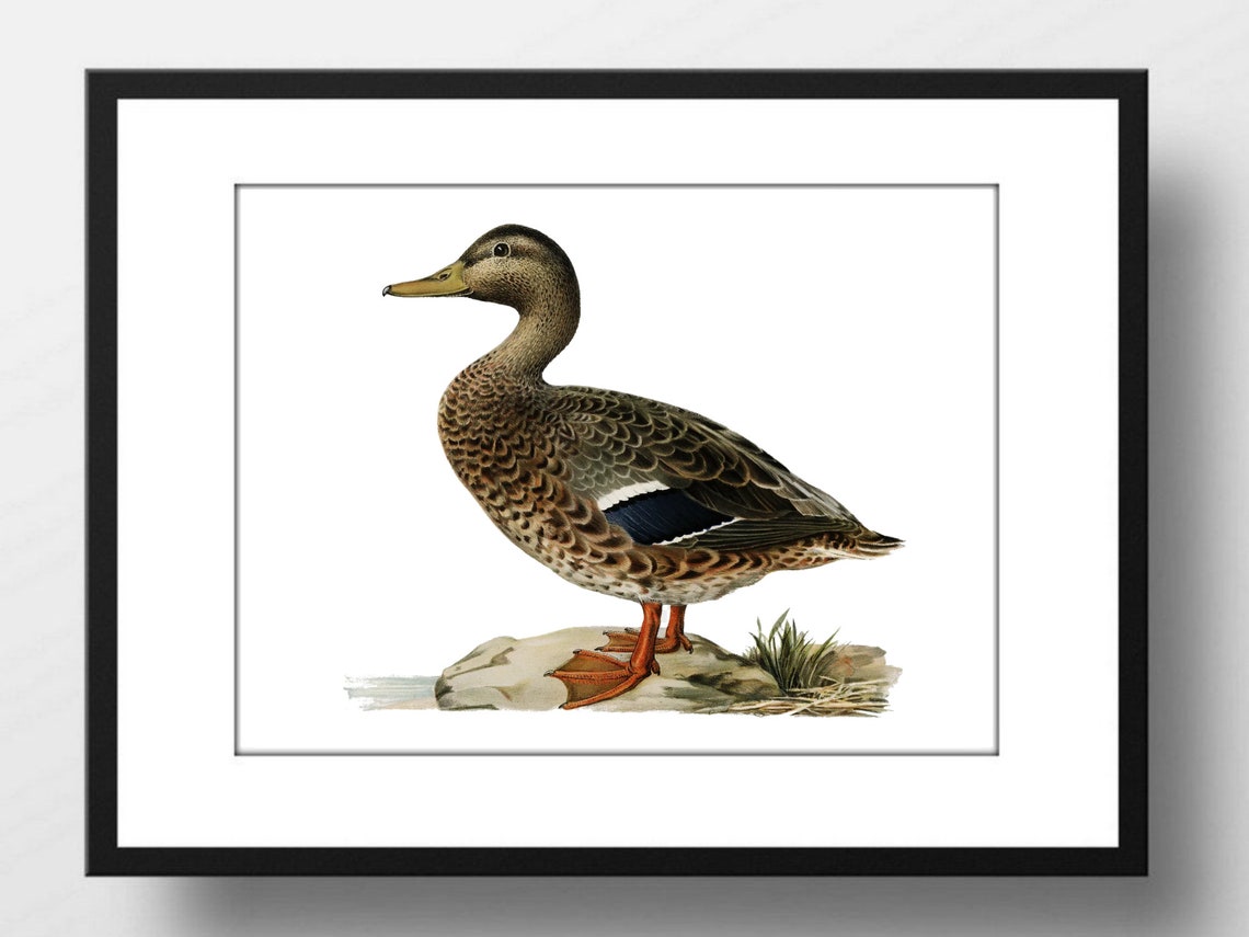 Female Mallard Duck Vintage Natural History Bird Illustration Print - Image 2