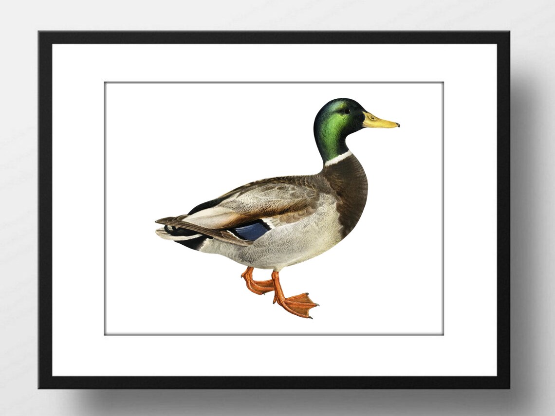 Male Mallard Duck Vintage Illustration Green Head Nature Print - Image 2
