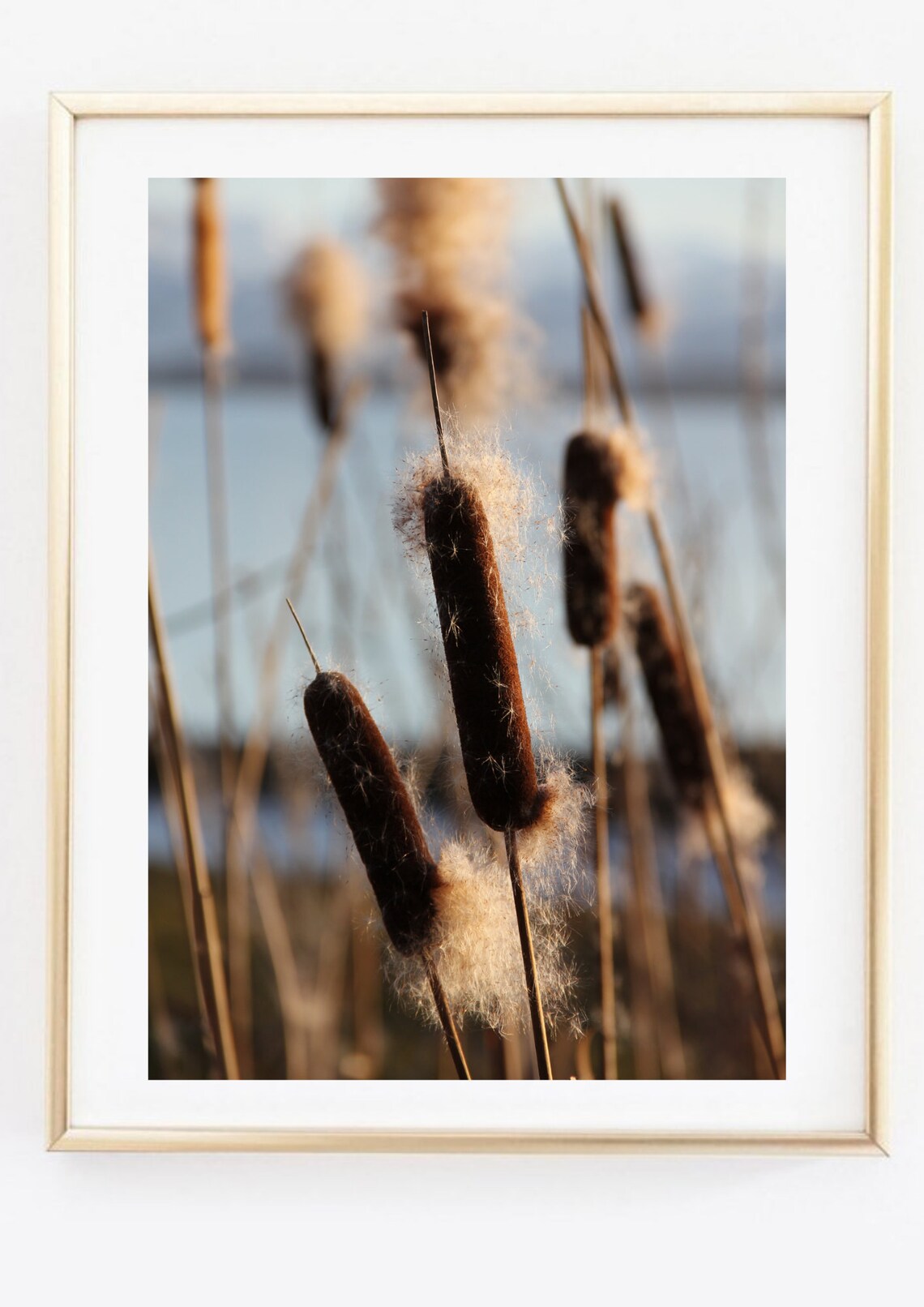 Cattail Reeds Fluffy Seed Heads Lakeside Nature Photo Wall Art - Image 2