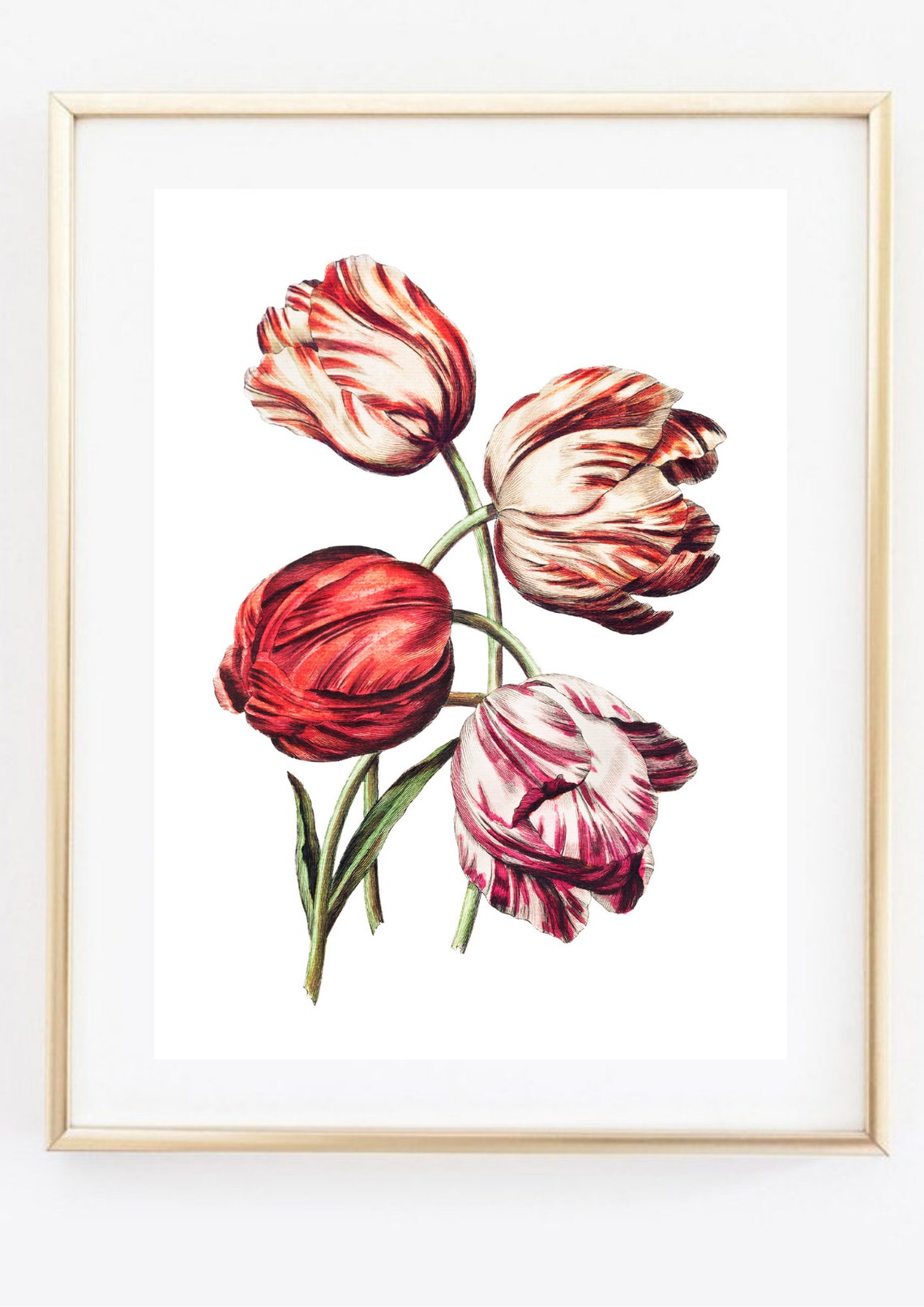 Red Striped Rembrandt Tulips Vintage Botanical Illustration Art Print