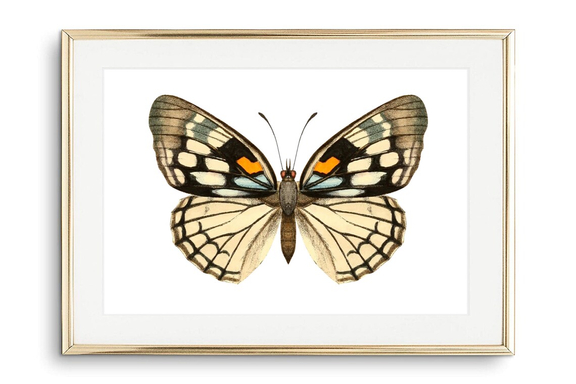Cream Butterfly Blue Orange Vintage Entomology Insect Wall Art Poster